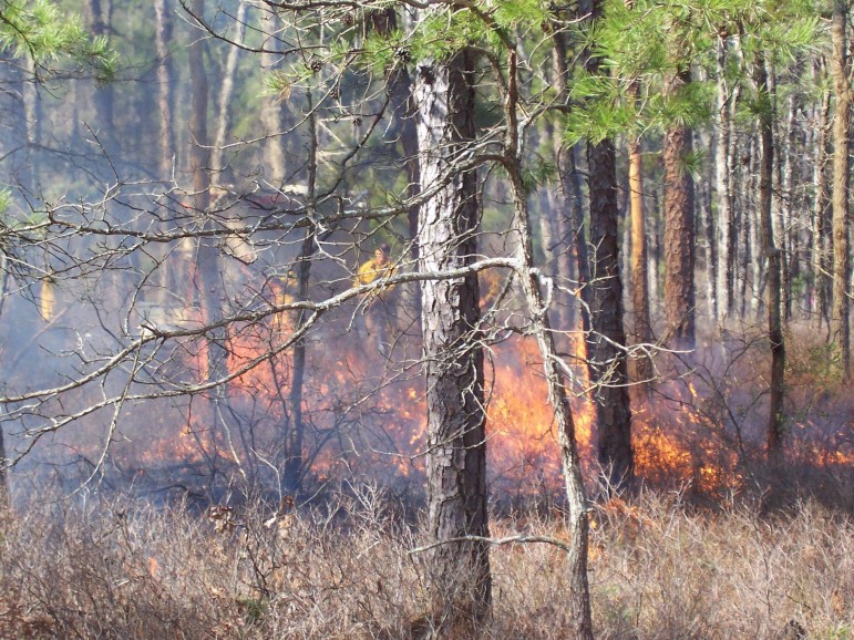 Flames produced during a prescribed fire at the New Jersey Pine Barrens in March, 2010. Image: Michael Kiefer