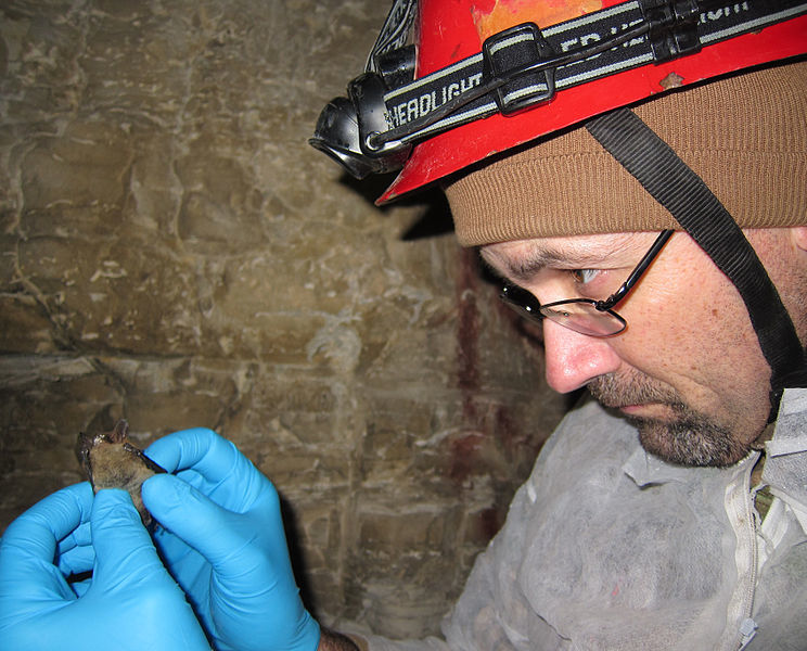 Joe Kath, Illinois bat specialist, examines northern long-eared bat for fungal symptoms. Image: Steve Taylor