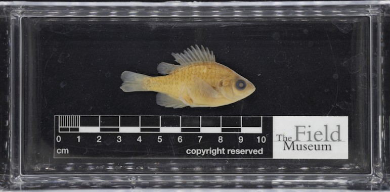 Three-dimensional digitization of fish Image: The Field Museum