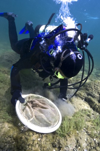 Diver setting trout egg traps