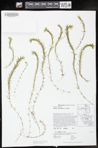 Digitized Hydrilla