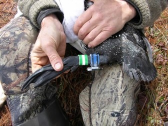 Geolocator tag on a common loon. Image: Kevin Kenow, USGS 