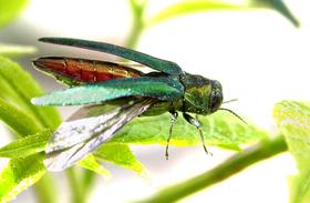 Emerald ash borers have killed tens of millions of trees. Credit Flickr - U.S. Department of Agriculture 