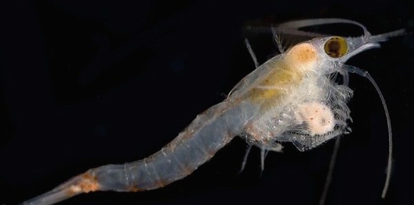 Eight shrimp ‘a swarming