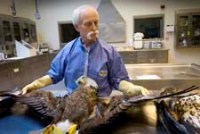 DNR wildlife pathologist Tom Cooley checks for broken bones in the winds and the body fat in the breast of an eagle. Image: Michigan DNR