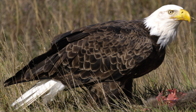 It is unclear what, if anything, the flame retardants contaminating Michigan's bald eagles might mean for their health.