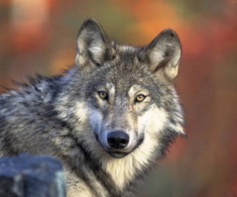 Gray Wolf Image: Fish and Wildlife Service 