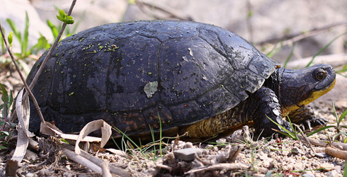 Blanding's turtle. Image: The Nature Conservancy