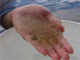  Holopedium glacialis is being increasingly found in upper Michigan waters. Credit Courtesy - Ontario Ministry of Natural Resources and Forestry