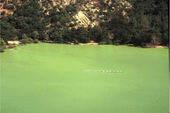 A lake with decreased Daphnia. Image: Orlando Sarnelle