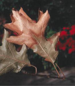 Symptoms of Oak Wilt on Red Oak leaves. Image: Michigan State University