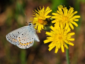 The Karner blue lives in oak savannas and pine barren ecosystems from eastern Minnesota and eastward to the Atlantic seaboard . Image: USFWS Midwest