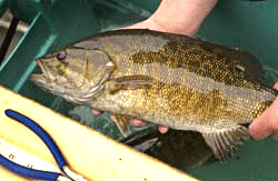 Smallmouth bass. Image: Michigan Department of Natural Resources