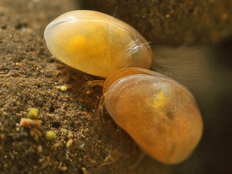Ostracods are native and common to the Great Lakes. Image: Flickr.