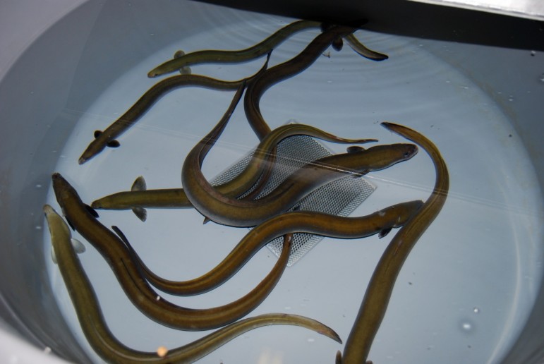Large yellow eels reside in North American lakes until returning to the Sargasso Sea to spawn. Image: Peter Hodson