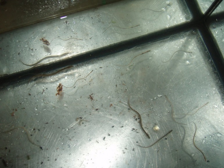 Spaghetti-like transparent glass eels are one stage in the American eel's life cycle. They become pigmented after entering fresh water. Image: Peter Hodson