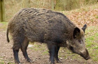 Feral swine. Image: Michigan Department of Natural Resources