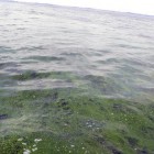 toxic algae blooms in Lake Erie