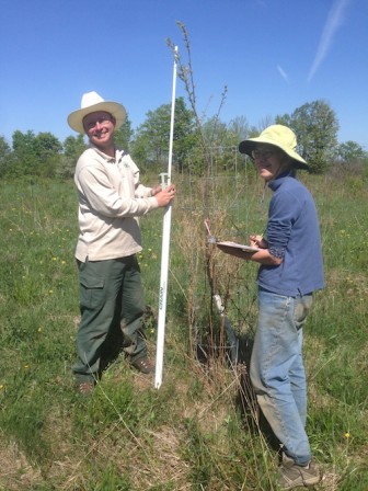 Measuring an elm seedling