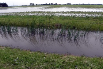 Heavy late spring rainfall has saturated drainage ditches in western Ohio, leading to predictions for larger Lake Erie algae blooms this summer. Image: Karen Schaefer