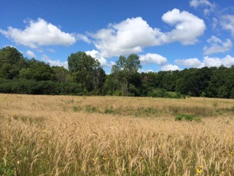 Fenner Nature Center is restoring 19 acres of prairie in Lansing. (WKAR/April Van Buren)