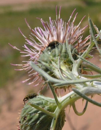 Weevil on Pitcher's thistle. Image: Chicago Botanic Garden 