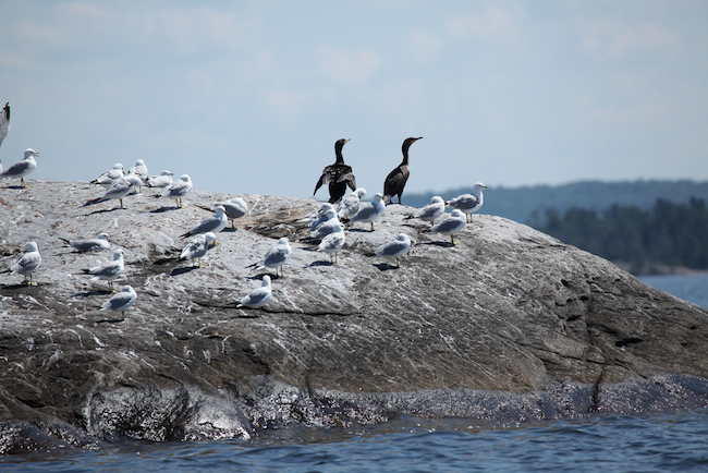 double-crested cormorants and seagulls