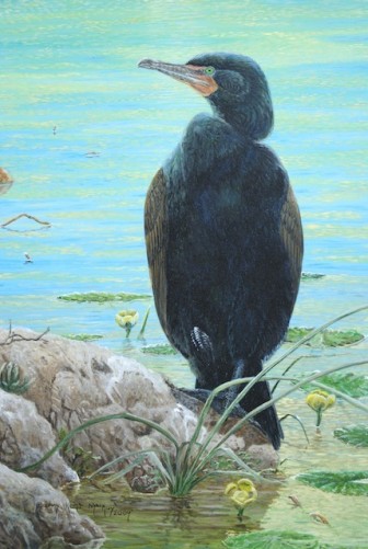 double-crested cormorant portrait