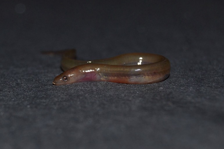 The American eel, found on the eastern coast of North America, grows up to 20 inches long. Image: Flickr, Alex Roukis