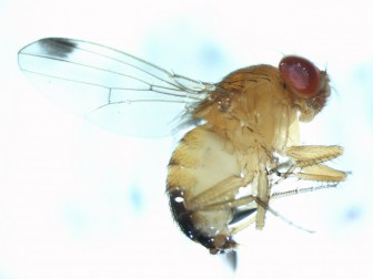 The spotted winged drosophila uses its sharp incisor to lay her eggs in your favorite fruit. Image: Bob Koch, Minnesota Department of Agriculture. 