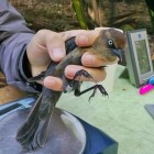 banded rusty blackbird