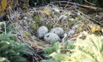 Herring gull eggs