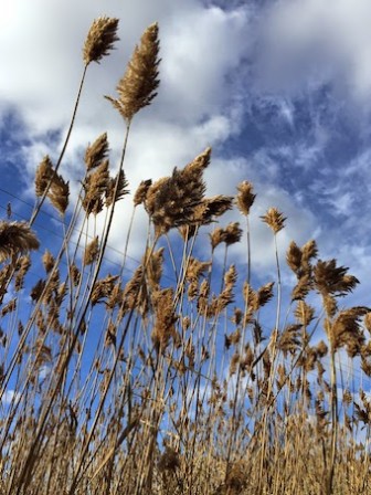 phragmites stalks 