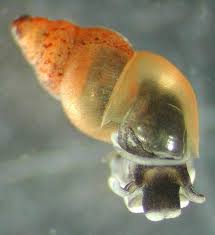 An image of a New Zealand mud snail. Image: Creative Commons