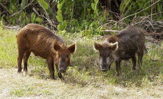 Feral hogs tagged with trackers have led researchers to their herds. Image: Creative Commons
