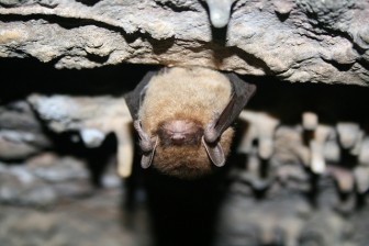 White-nose syndrome has killed 98 percent of the little brown bat population. Image: U.S. Fish and Wildlife Service