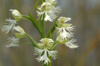 Fringed Orchid. Image: 