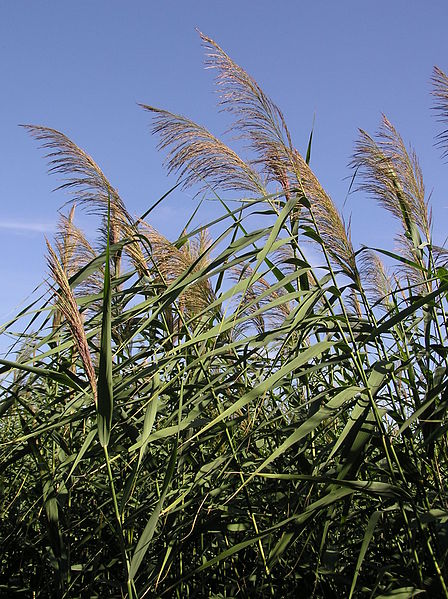 Phragmites australis is abundant throughout the Great Lakes region.