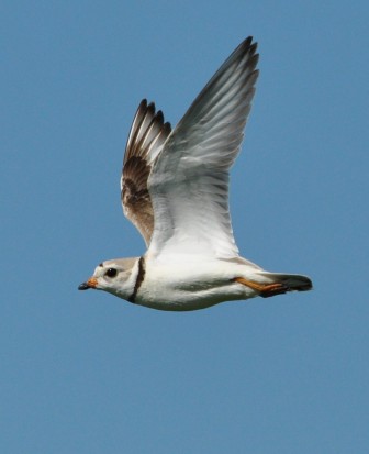 Piping Plover Pic