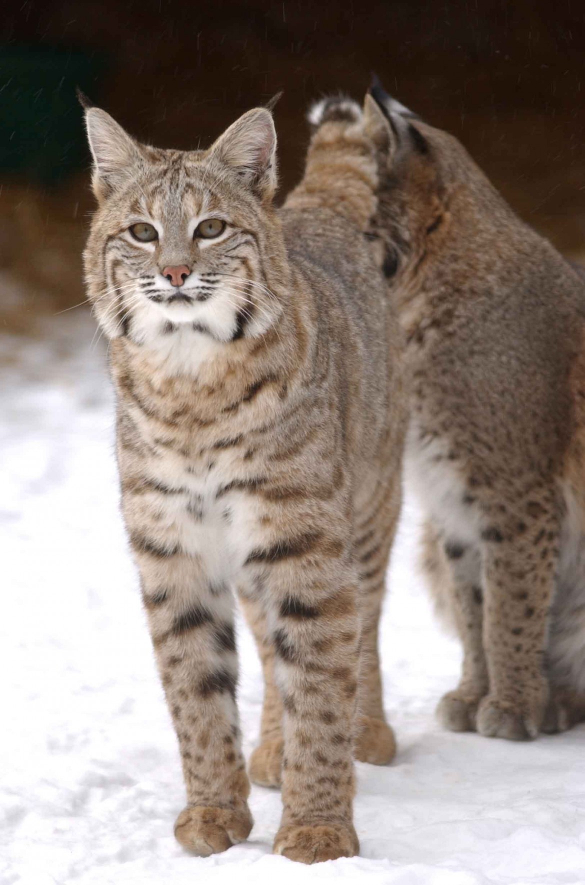 Ohio Court Says Bobcat Can Be A Housecat Great Lakes Echo