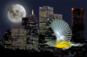 City nightscapes can a bird's worst nightmare. Image:FLAP