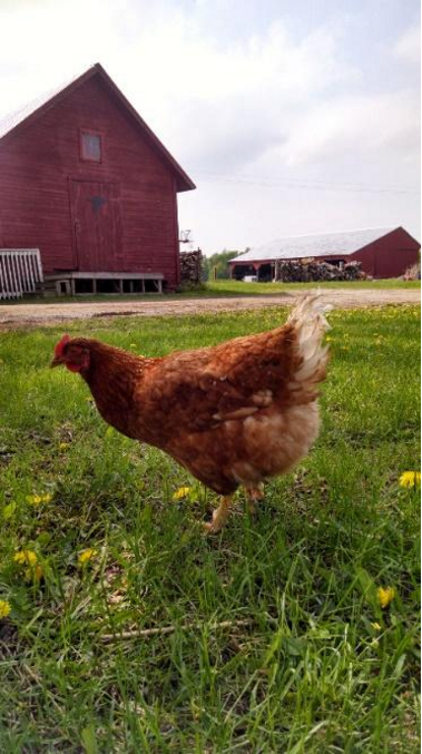 Isa Brown breed known for brown eggs. Image: Caitlin Carpenter.