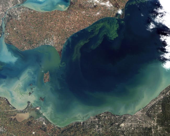 Lake Erie algae.