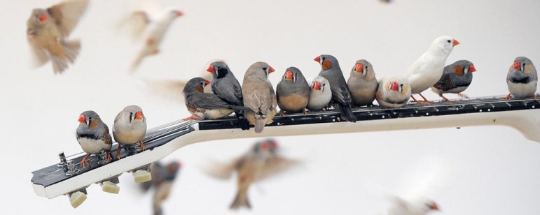 Some funky little Zebra Finches play some funky little tunes. Image: Getty Images