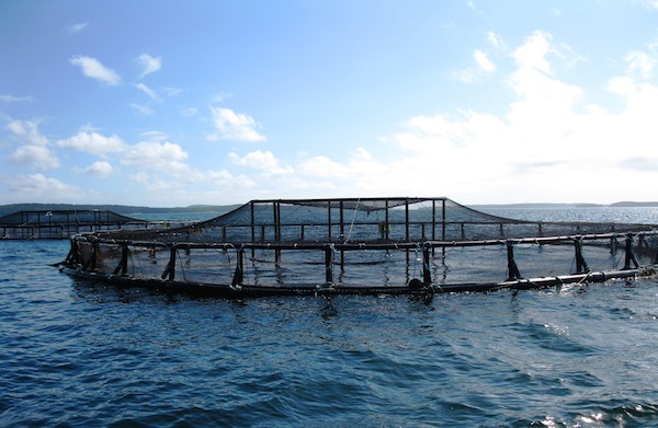 Net pens like these could soon be in Michigan's Great Lakes. Image: NOAA