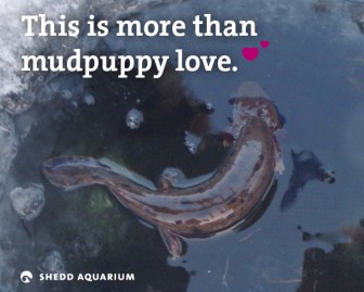Mudpuppy Valentine