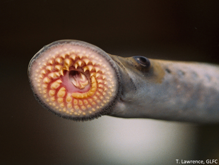 Sea lamprey mouth. Image: T. Lawrence, Great Lakes Fishery Commission