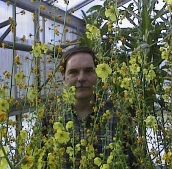 Dr. Frank Telewski stands next to some moth mullein cultivated from century-old seeds in this 2001 photo. Image: Frank Telewski.