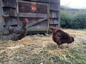 Corie Johnson's chickens outside of their coop. Image: Corie Johnson.