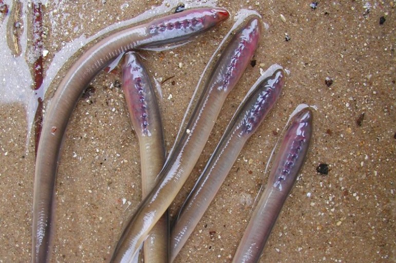 Sea lamprey larvae. Image: Hammond Bay Biological Station, U.S. Geological Survey.